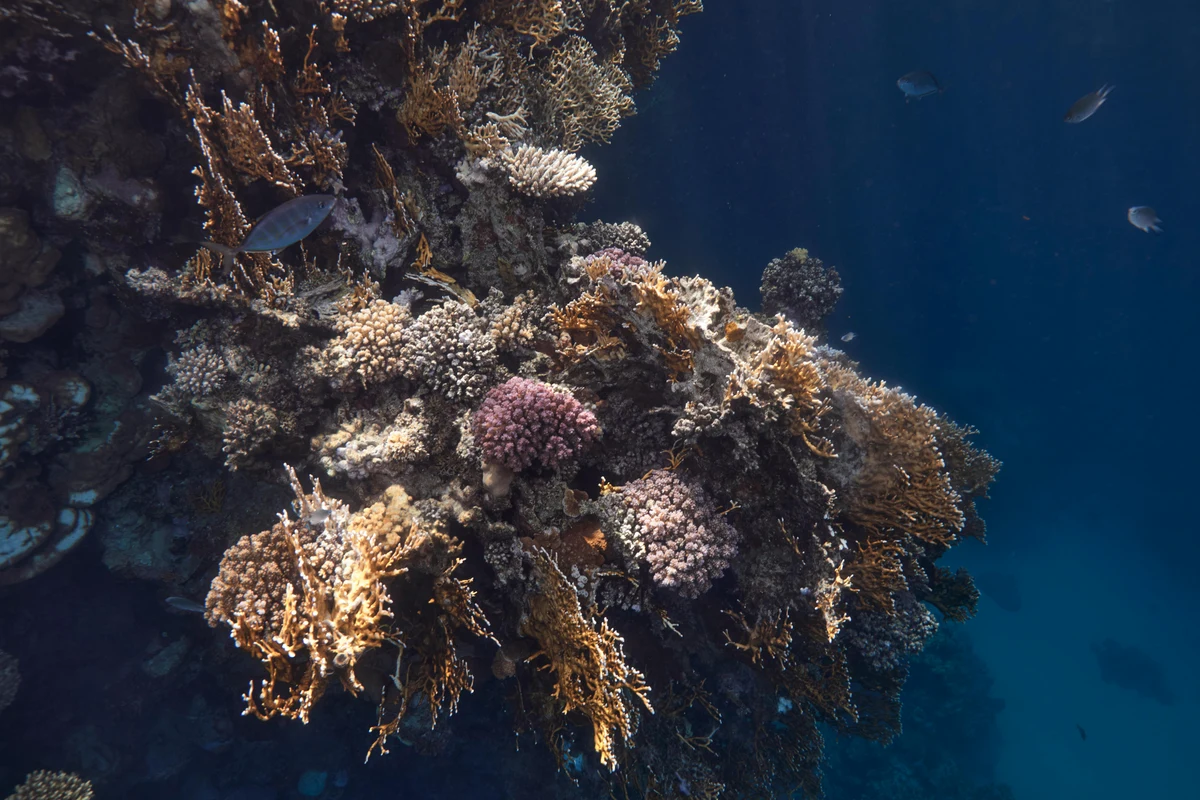 Sataya Reef - Top attraction