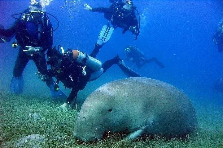 coral garden snorkeling from masa alam - Image 4