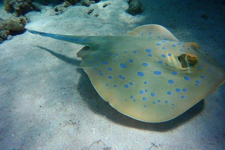 coral garden snorkeling from masa alam - Image 6