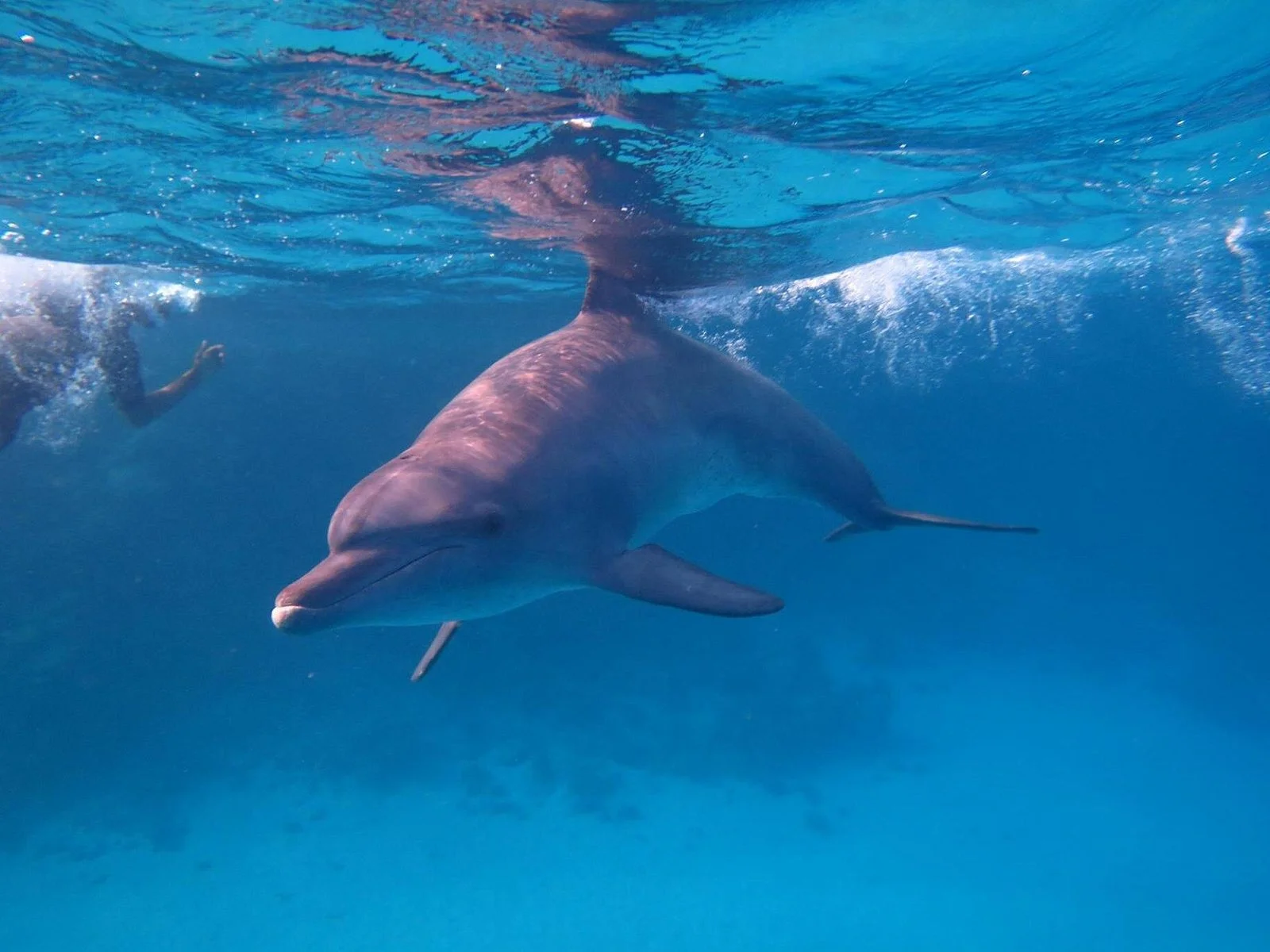 dolphin house hurghada - Image 5