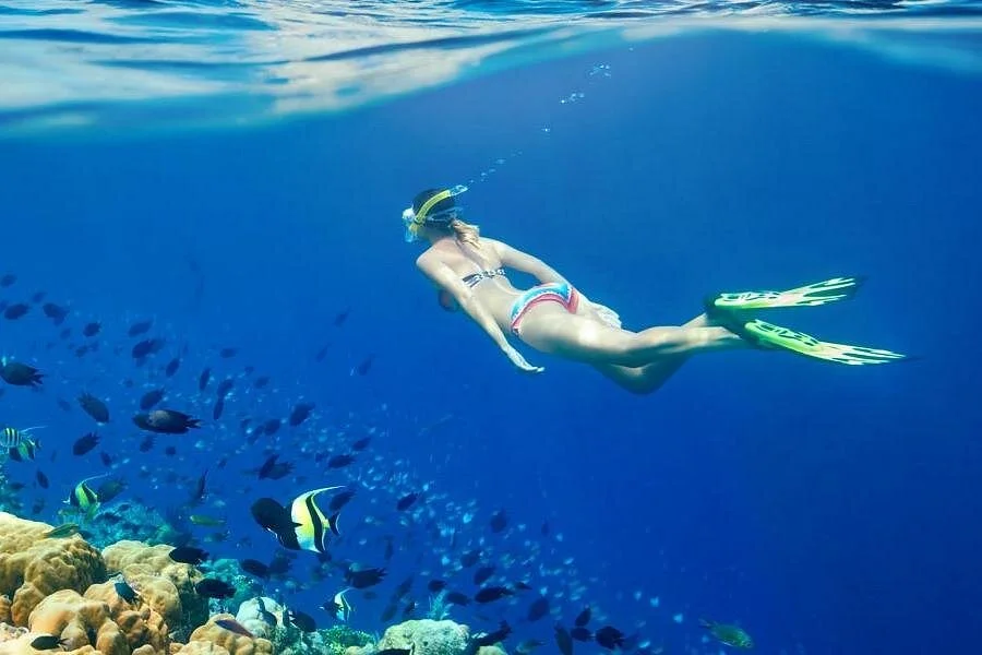 hurghada dolphin watching boat tour with snorkeling lunch - Image 6