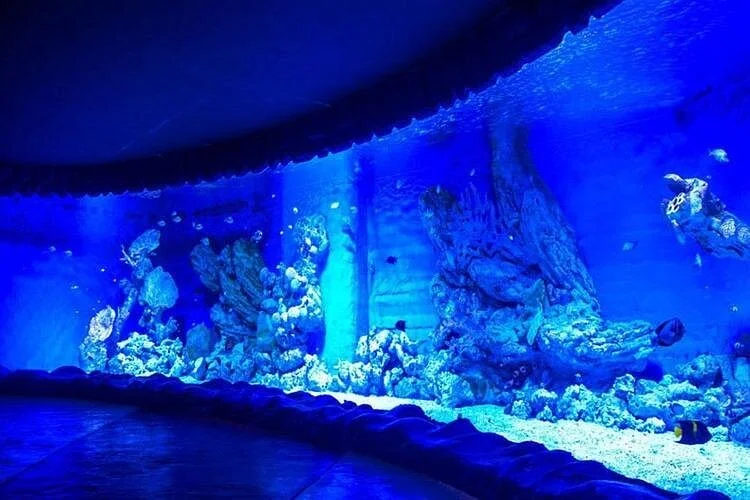 hurghada grand aquarium tour with skip the line ticket - Image 3