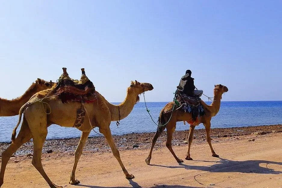 sunrise camel riding desert and sea in marsa alam - Image 5