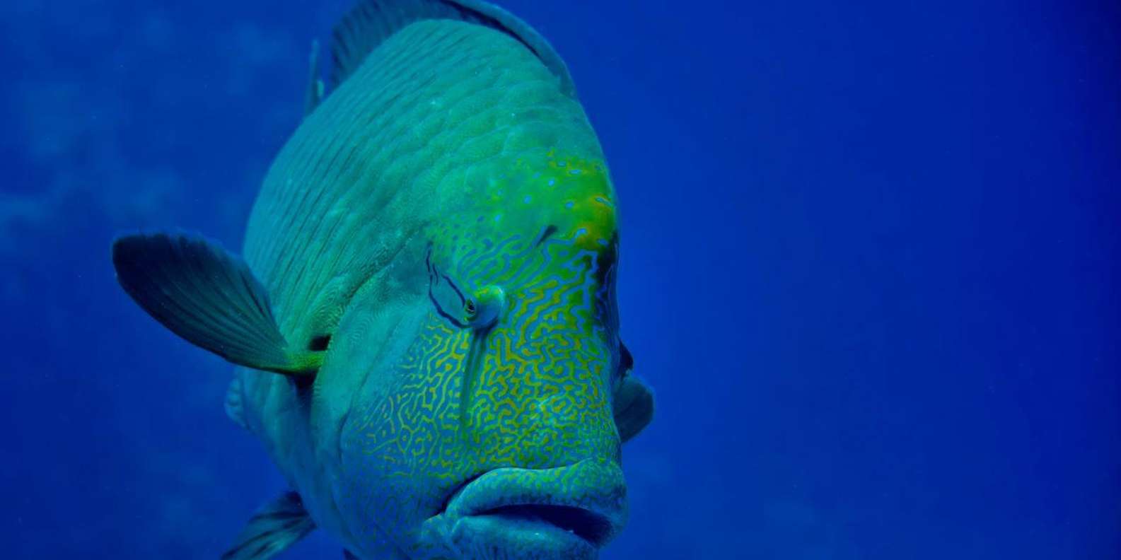 Hurghada: 3 Islands, Dolphins & Snorkel Yacht Trip