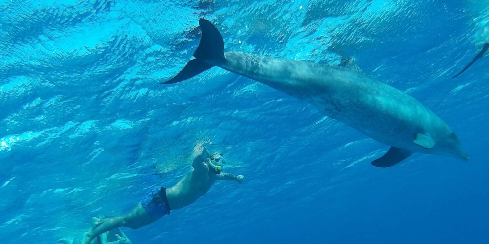 Hurghada: VIP Dolphin House, Snorkelling & Massage