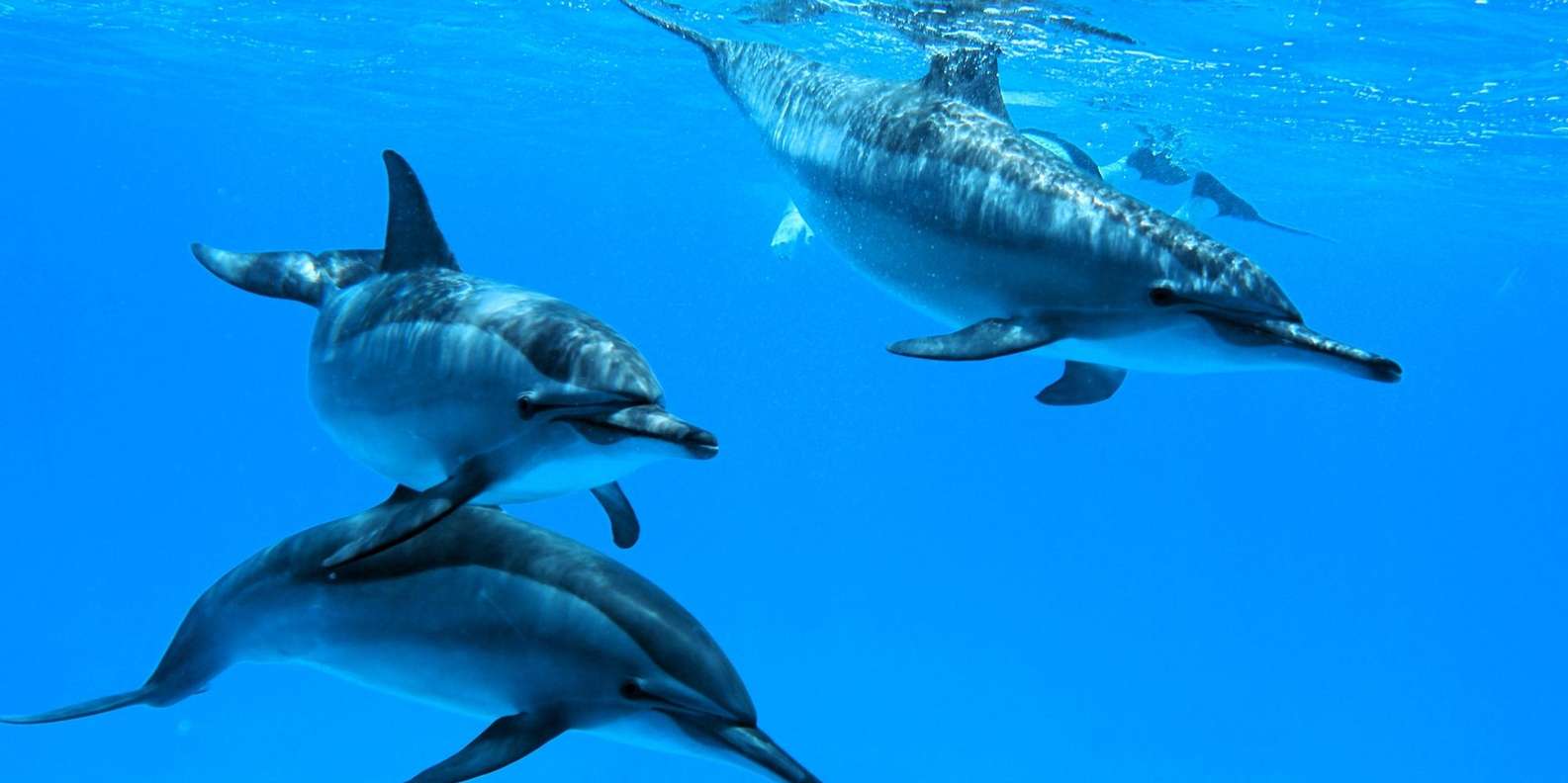 Hurghada: Private Speedboat to Dolphin House with Pickup