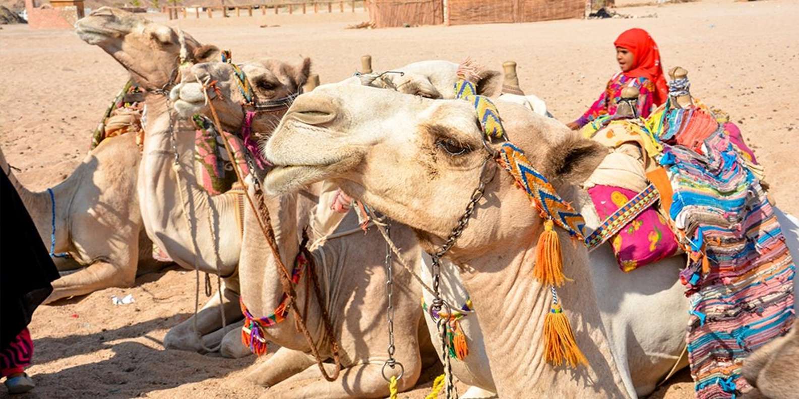 Hurghada: Desert Safari with Quads, Camel & Dinner