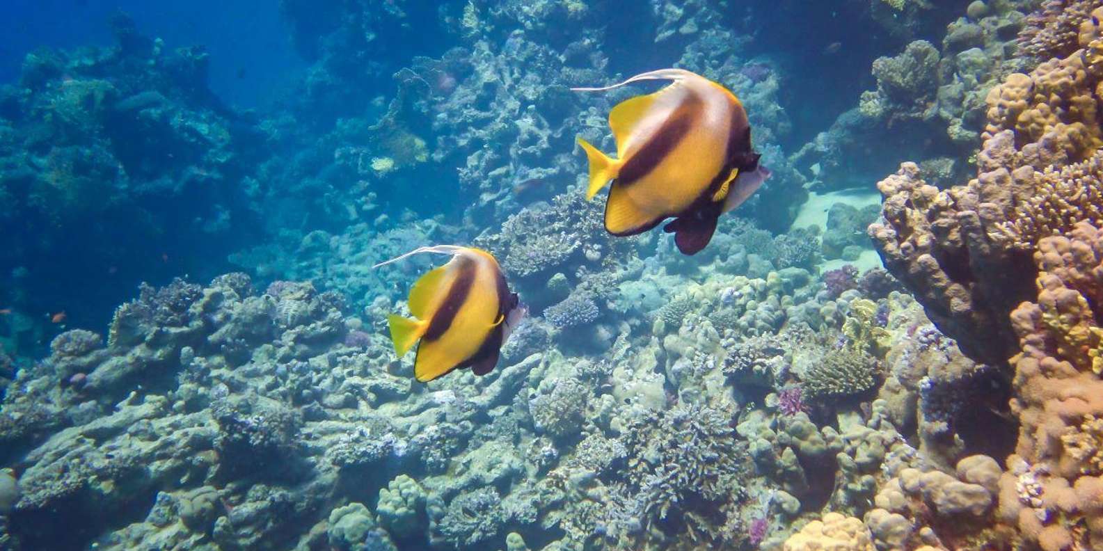 Hurghada: Speedboat, Dolphins, Snorkelling & 2 Islands