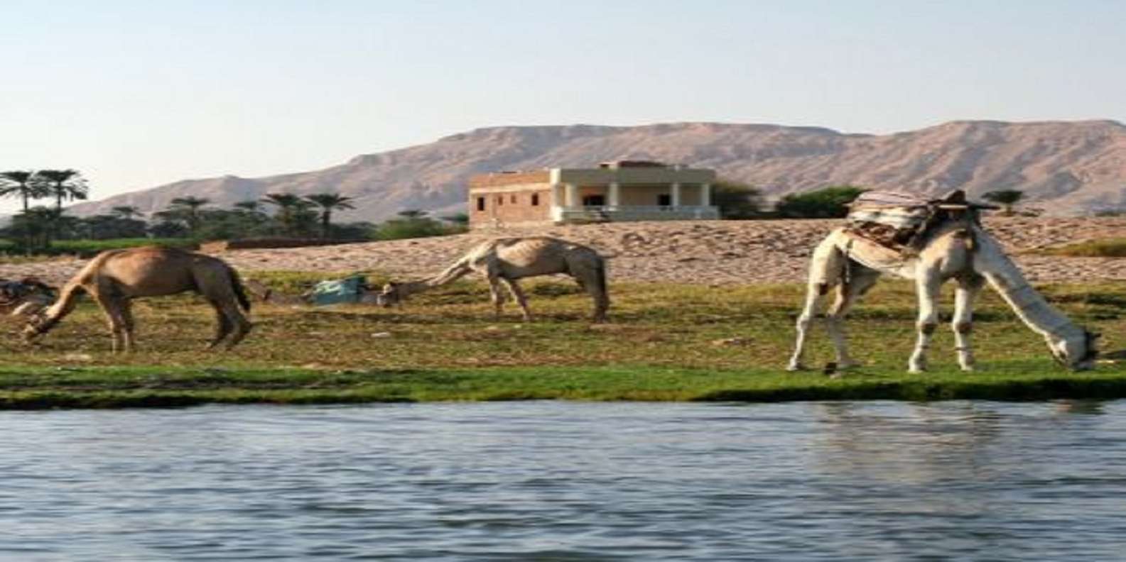 Luxor: Scenic Camel or Horse Ride