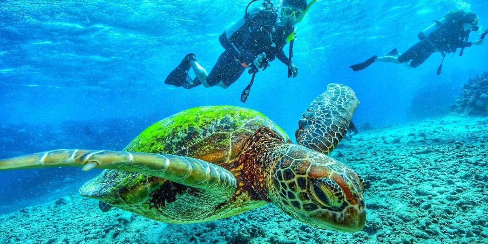 Sharm El Sheikh: Guided Shore Scuba Diving Adventure