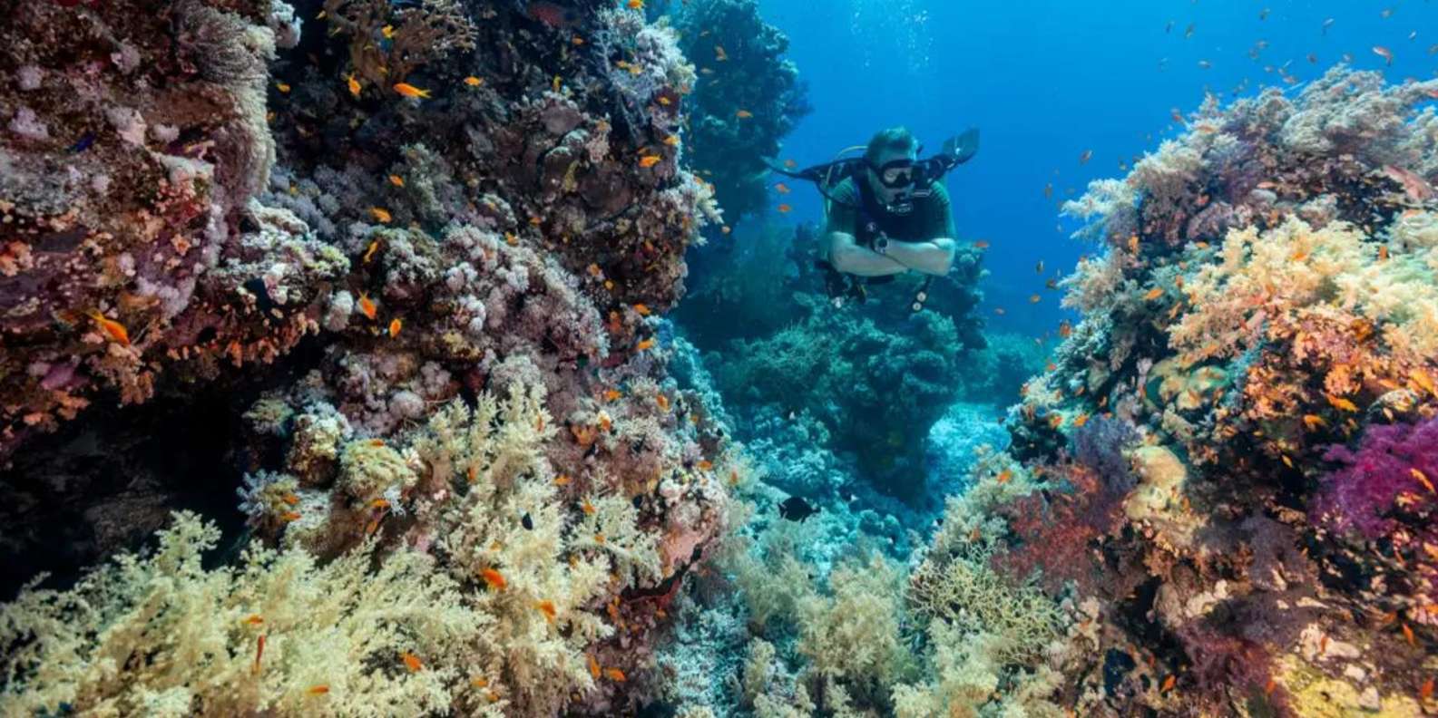 Sharm El Sheikh: Ras Mohamed & White Island Dive & Snorkel