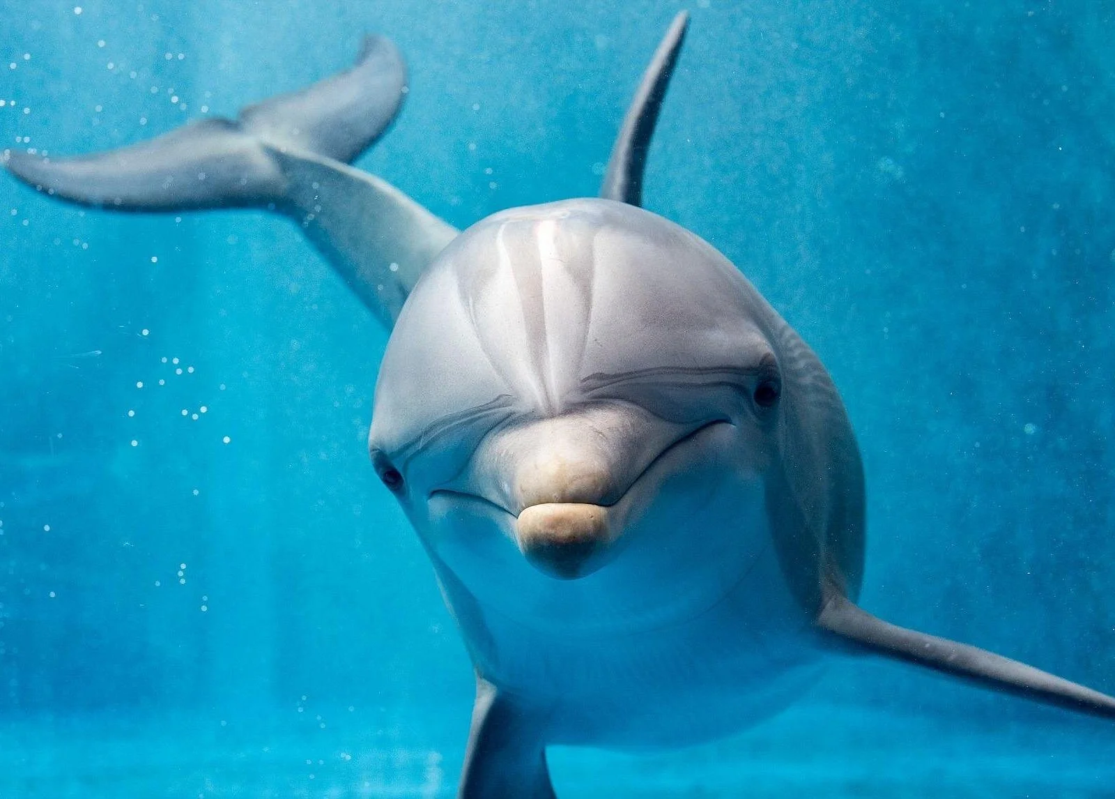 dolphin house hurghada - Image 1