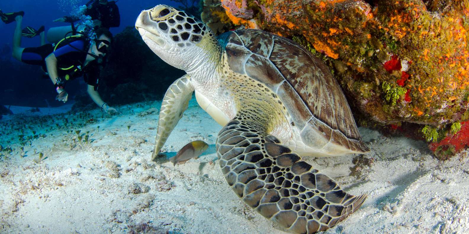 Sharm El Sheikh: Guided Shore Scuba Diving Adventure