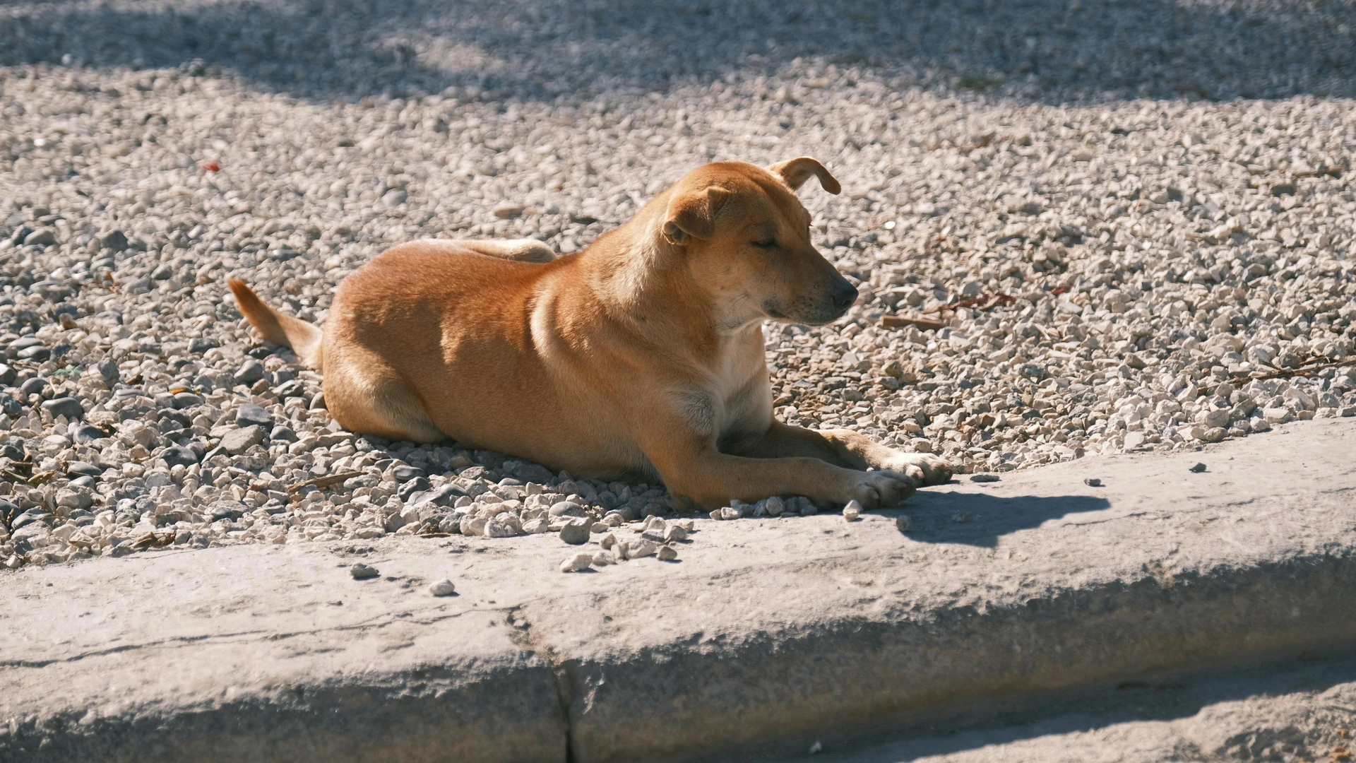 Cairo, Egypt - Relaxed brown dog resting on a sunlit gravel path, enjoying the warm weather.