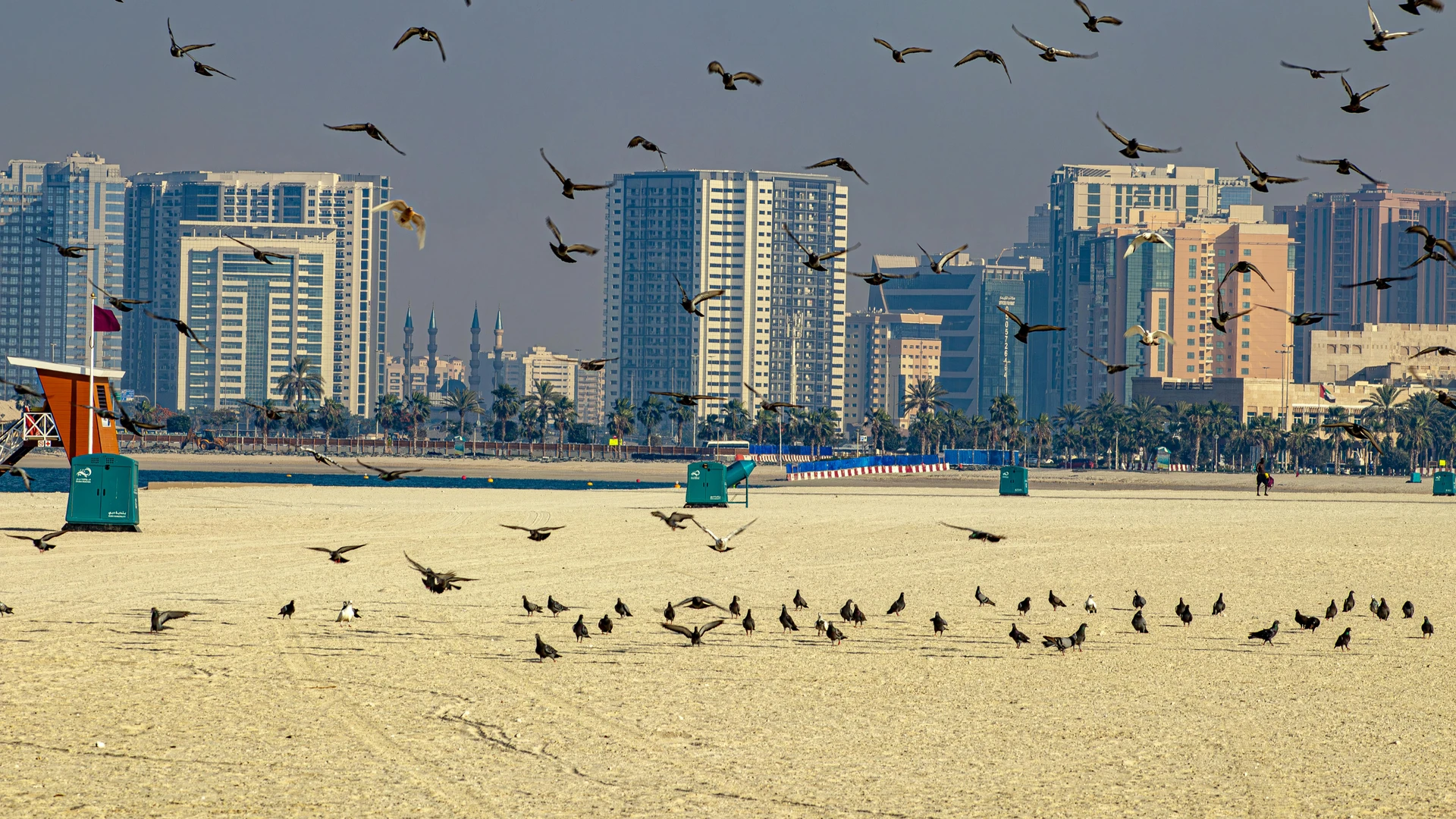 Hurghada, Egypt - Flock of birds flying over dubai's beach with cityscape backdrop and modern high-rises.