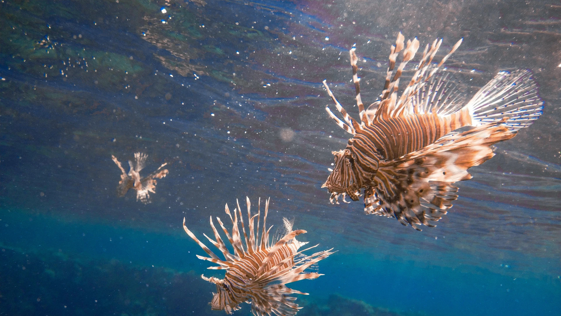 Sharm El Sheikh, Egypt - Close-up of lionfish swimming near a coral reef in the red sea, showcasing their distinctive striped patterns.
